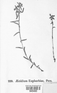 Endophyllum euphorbiae-sylvaticae image